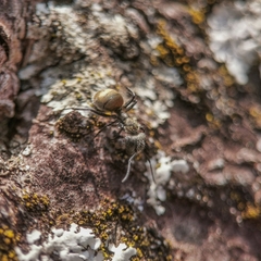 Camponotus arboreus