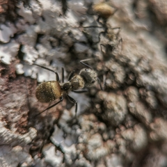 Camponotus arboreus
