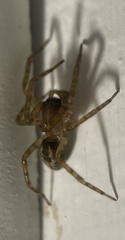 Amaurobius