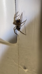 Amaurobius