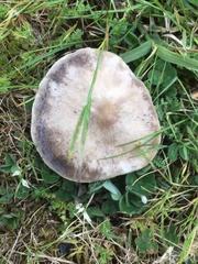 Melanoleuca