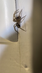 Amaurobius