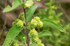 Lippia