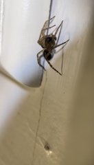 Amaurobius