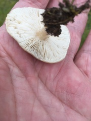 Melanoleuca
