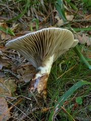 Gomphidius glutinosus