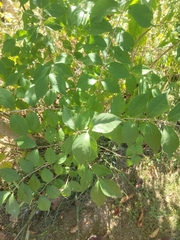 Euonymus alatus