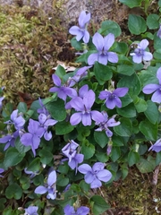 Viola reichenbachiana