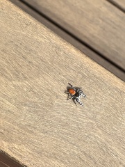 Phidippus adumbratus