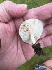 Melanoleuca