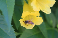 Apis mellifera