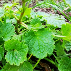Lamium purpureum