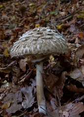 Chlorophyllum olivieri