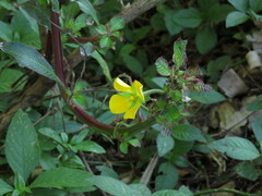 Ludwigia elegans