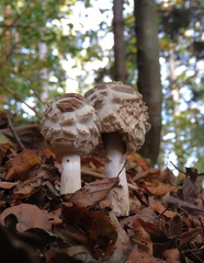 Chlorophyllum olivieri