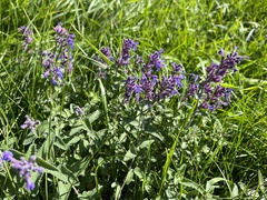 Nepeta