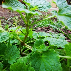 Lamium purpureum
