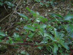 Ludwigia elegans