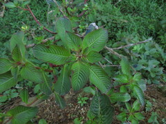 Ludwigia elegans