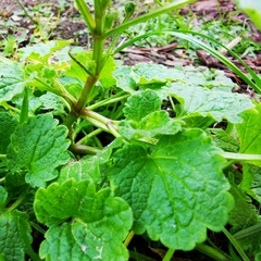 Lamium purpureum