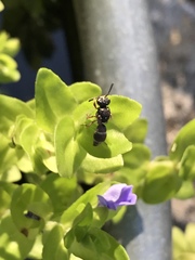 Parancistrocerus minimoferus