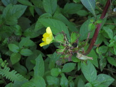 Ludwigia elegans