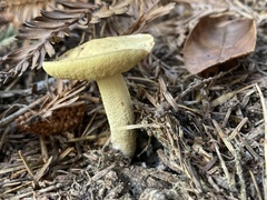 Hemileccinum