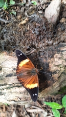 Asterocampa idyja argus