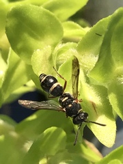 Parancistrocerus minimoferus