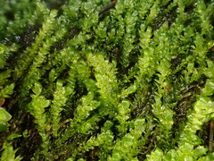 Hygrohypnella ochracea