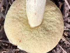 Hemileccinum