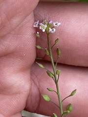 Lepidium graminifolium