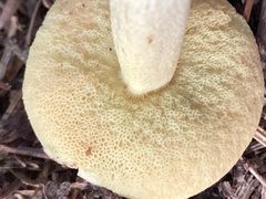 Hemileccinum