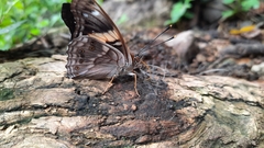 Asterocampa idyja argus