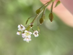 Lepidium graminifolium