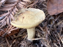 Hemileccinum