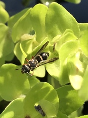 Parancistrocerus minimoferus
