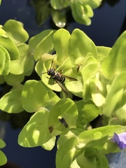Parancistrocerus minimoferus