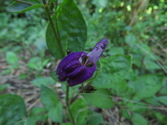 Brillantaisia lamium