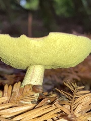 Hemileccinum