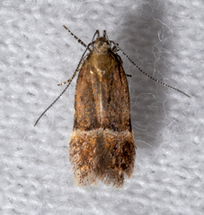 Eudactylota iobapta
