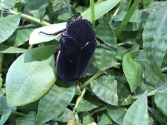 Cotinis mutabilis atrata