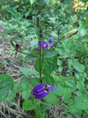 Brillantaisia lamium