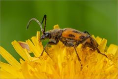 Brachyta interrogationis