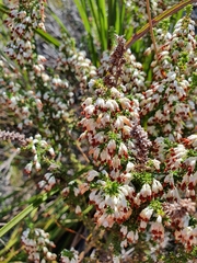 Erica penicilliformis