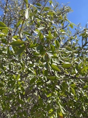 Forestiera pubescens