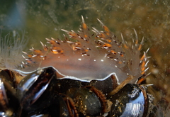 Dendronotus iris