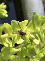 Parancistrocerus minimoferus