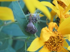 Piezogaster calcarator