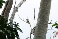 Myiarchus